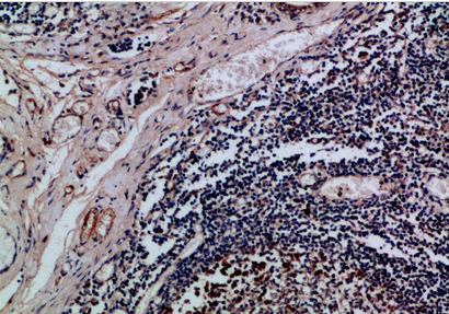 Integrin αE Polyclonal Antibody