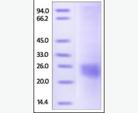 Recombinant Human Nucleotide Exchange Factor SIL1/SIL1