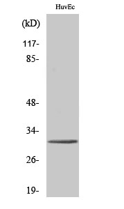 Tollip Polyclonal Antibody