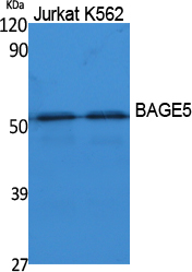 BAGE5 Polyclonal Antibody