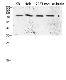 Tau Polyclonal AntibodyX