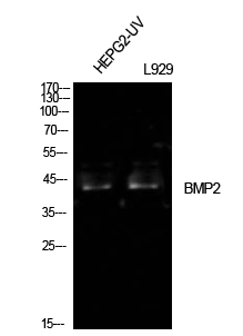 BMP-2 Polyclonal Antibody