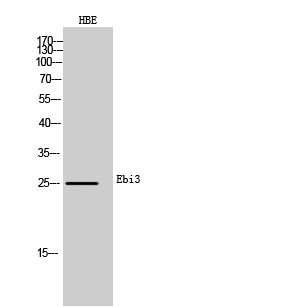 Ebi3 Polyclonal Antibody