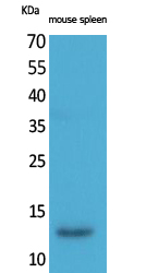 BLC Polyclonal Antibody