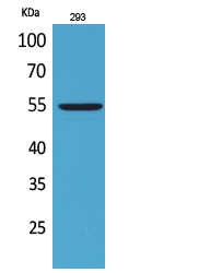 GDF-5 Polyclonal Antibody