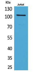 NFκB-p105 Polyclonal Antibody