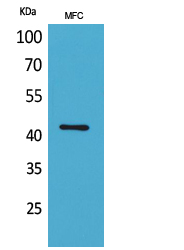 α-SMA Polyclonal Antibody