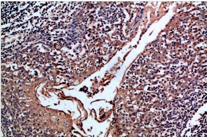 CD24 Polyclonal Antibody