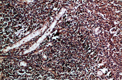 CUL-1 Polyclonal Antibody