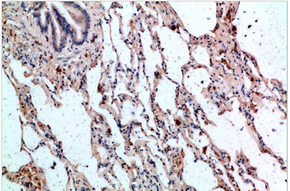 CD236 Polyclonal Antibody