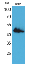 CD177 Polyclonal Antibody