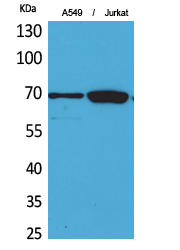 Ku-70 Polyclonal Antibody