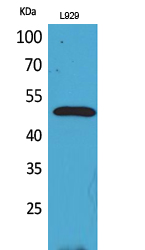 VEGF-C Polyclonal Antibody