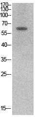 Ku-70 Polyclonal Antibody