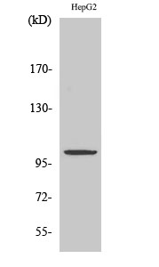 ZZZ3 Polyclonal Antibody