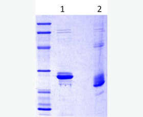 Recombinant Mouse Fas/TNFRSF6/CD95