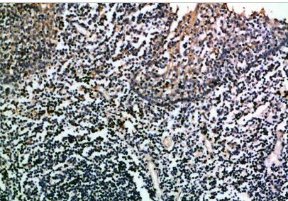 CD275 Polyclonal Antibody