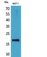 Histone H3 Polyclonal Antibody