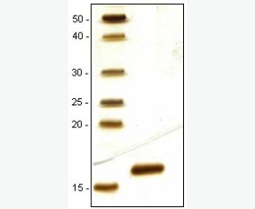 Recombinant Human Pregnancy-Specific β-1-Glycoprotein 2/PSG2