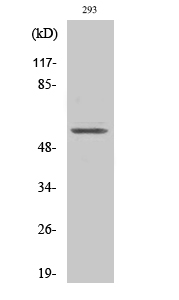 TIEG2 Polyclonal Antibody