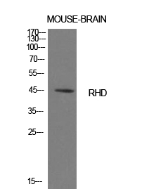 CD240d Polyclonal Antibody