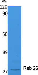 Rab 26 Polyclonal Antibody