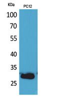 CD200 Polyclonal Antibody