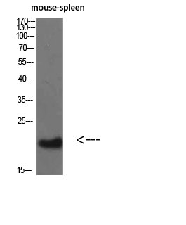 Bcl-2 Polyclonal Antibody