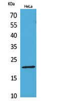 CD3-ε Polyclonal Antibody