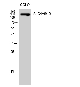 SLC4A8/10 Polyclonal Antibody