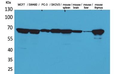 Lamin B1 Polyclonal Antibody