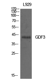 GDF-3 Polyclonal Antibody