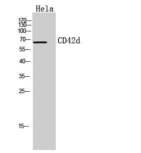 CD42d Polyclonal Antibody