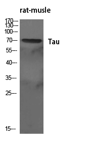 Tau Polyclonal Antibody