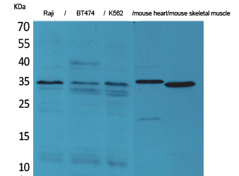 Claudin-17 Polyclonal Antibody