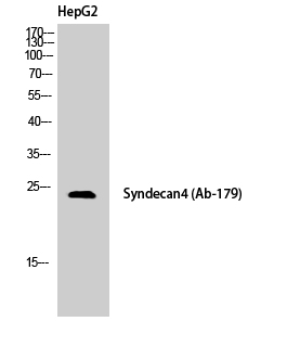 Syndecan-4 Polyclonal Antibody