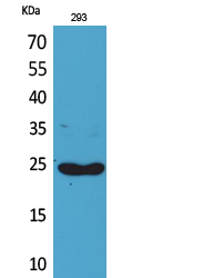 Lymphotactin Polyclonal Antibody