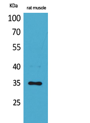 CA IV Polyclonal Antibody