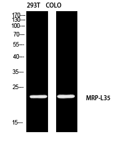 MRP-L35 Polyclonal Antibody