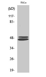 VASP Polyclonal Antibody