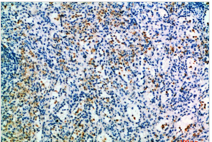 CD327 Polyclonal Antibody