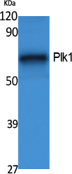 Plk1 Polyclonal Antibody