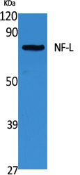 NF-L Polyclonal Antibody