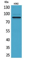 MPO Polyclonal Antibody