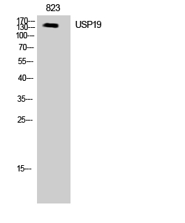 USP19 Polyclonal Antibody