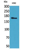 Laminin γ-2 Polyclonal Antibody