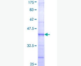 Recombinant Mouse Cystatin F/CST7