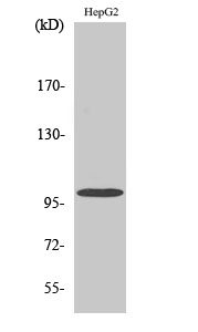 Vav2 Polyclonal Antibody