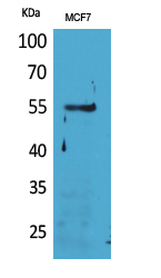 CD85g Polyclonal Antibody