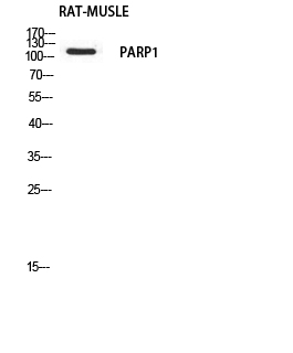 PARP-1 Polyclonal Antibody